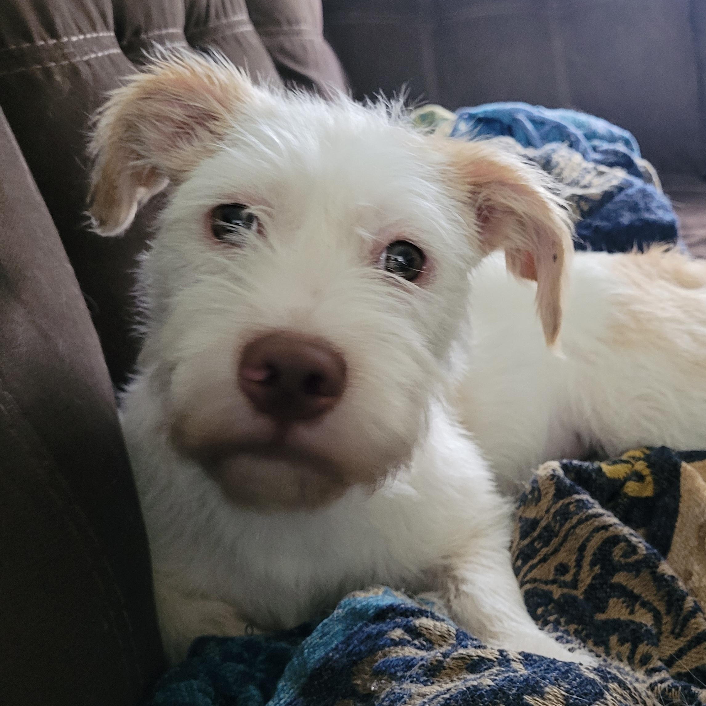 Enlarge GRACE, a ADOPTABLE Wirehaired Terrier in Hamilton, NJ image 1/4