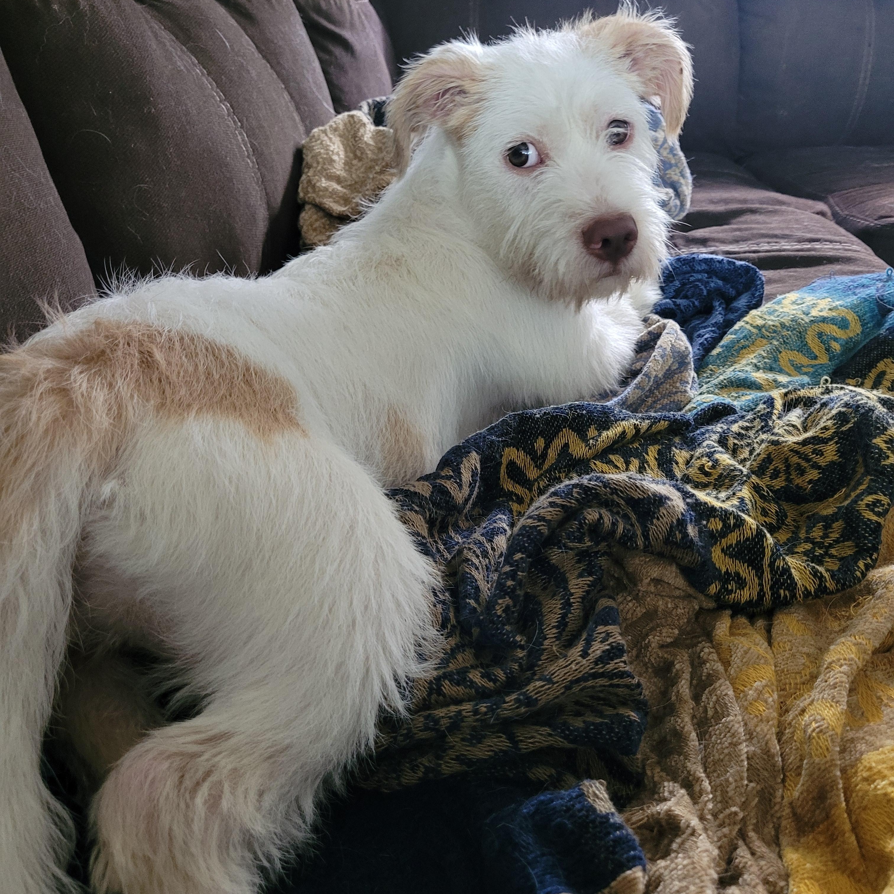 Enlarge GRACE, a ADOPTABLE Wirehaired Terrier in Hamilton, NJ image 4/4