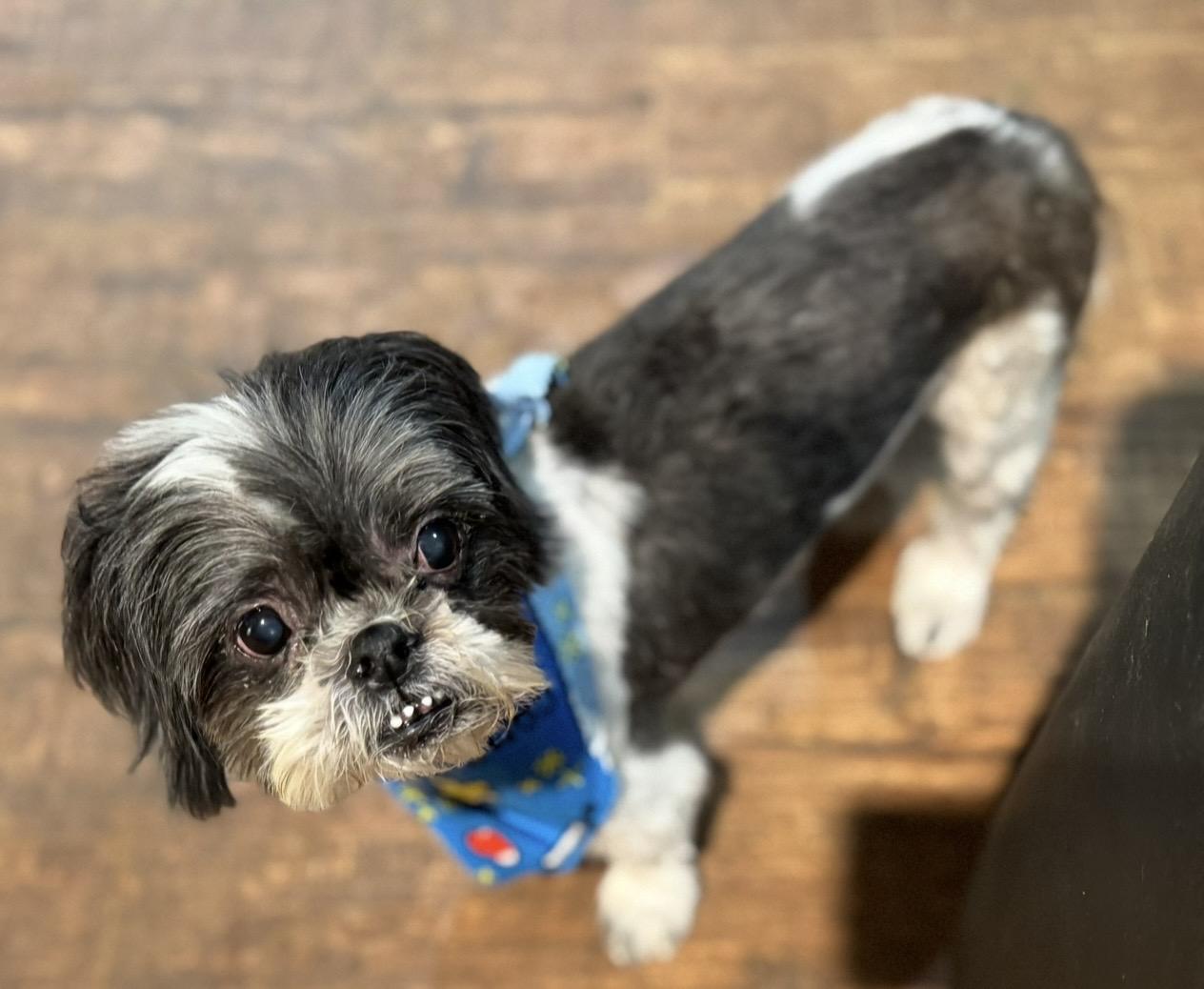 Deuce , a ADOPTABLE mixed breed in Pelham, NH image 6/6