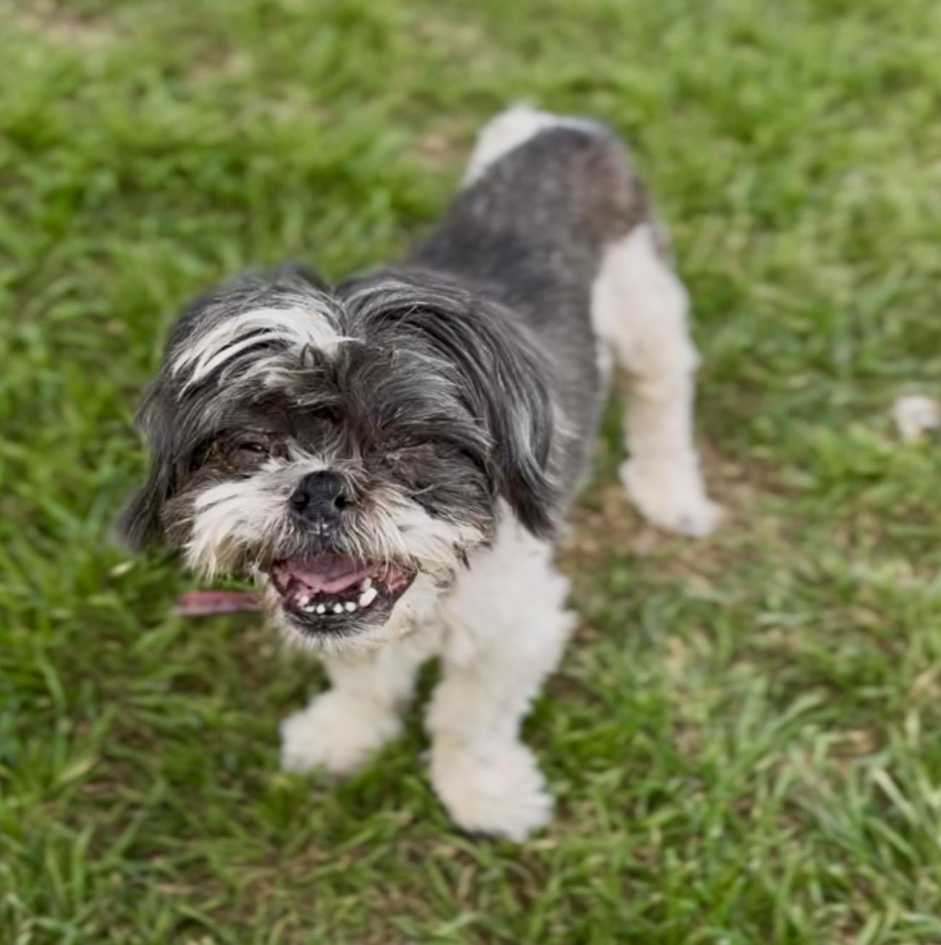 Deuce , a ADOPTABLE mixed breed in Pelham, NH image 3/6