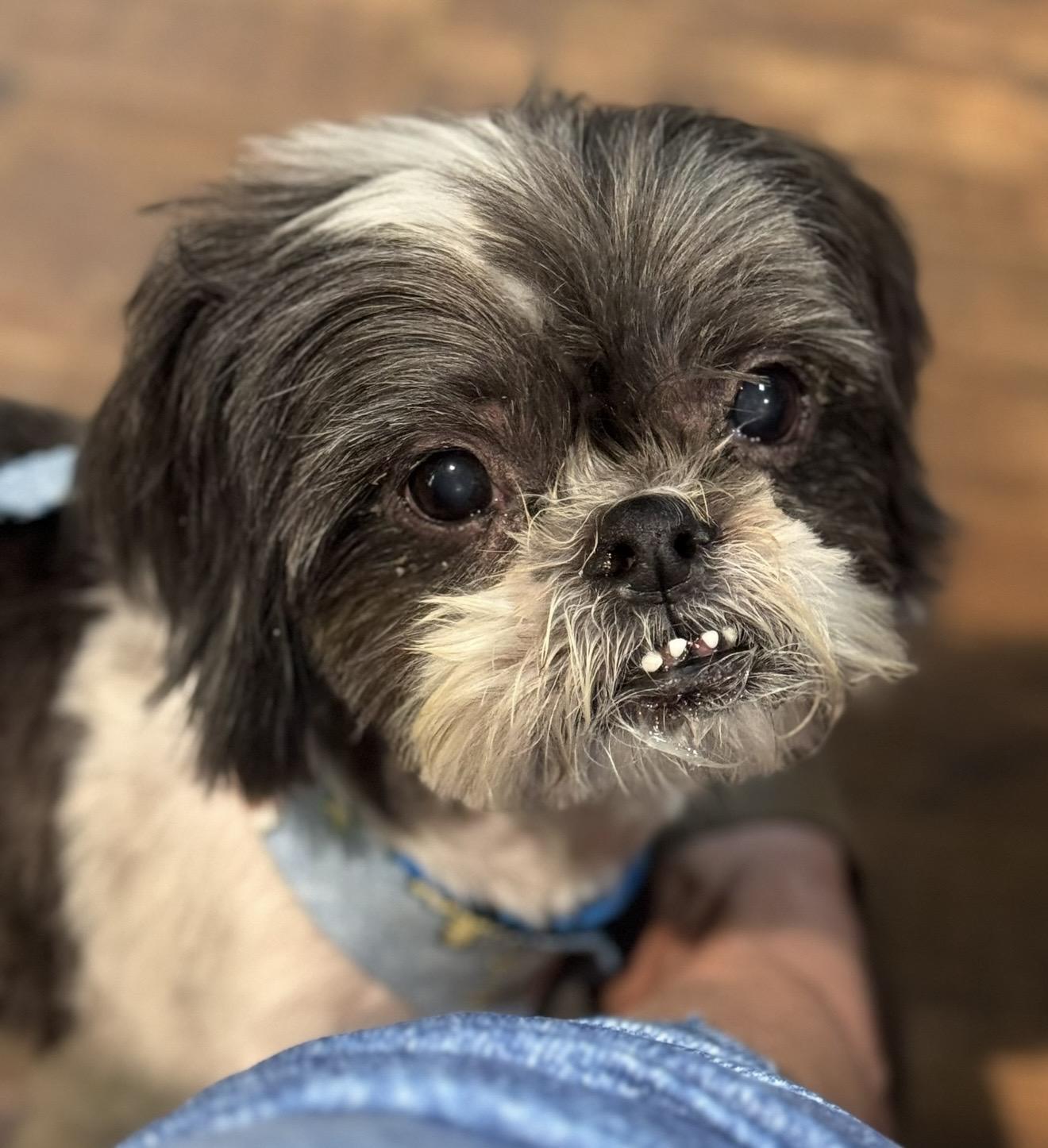 Deuce , a ADOPTABLE mixed breed in Pelham, NH image 5/6