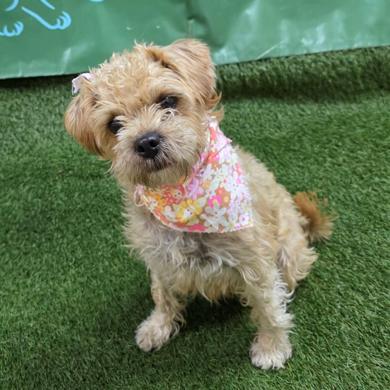 Enlarge Ella, a Adoptable mixed breed in Bakersfield, CA image 2/6