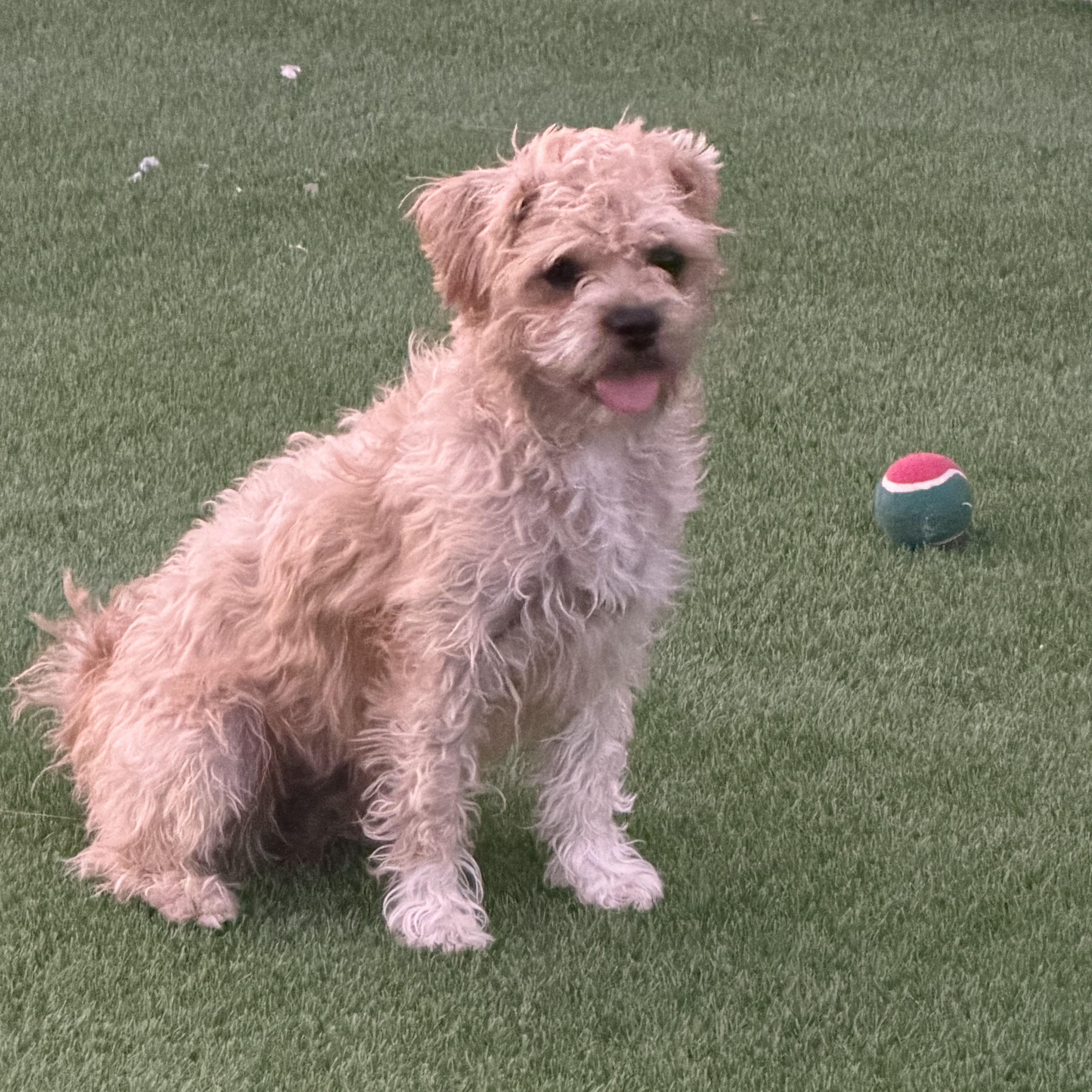 Enlarge Ella, a Adoptable mixed breed in Bakersfield, CA image 3/6