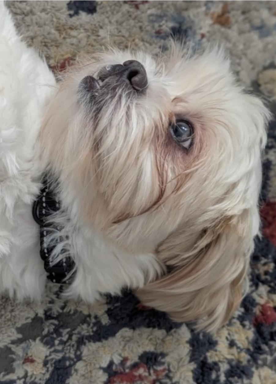 Enlarge Dumpling, a ADOPTABLE mixed breed in Toronto, ON image 4/6