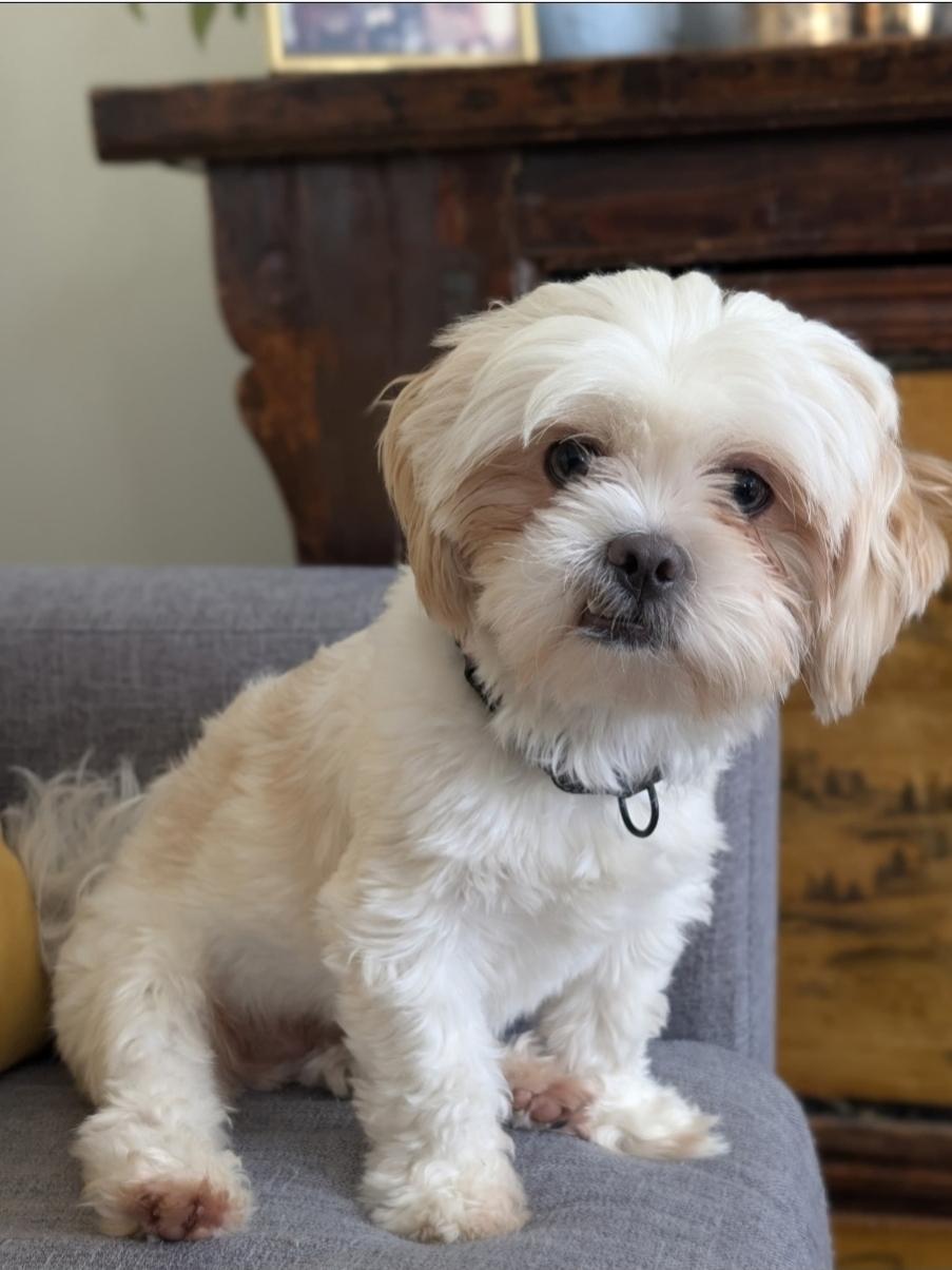 Dumpling, ADOPTABLE, Young Male Shih Tzu.