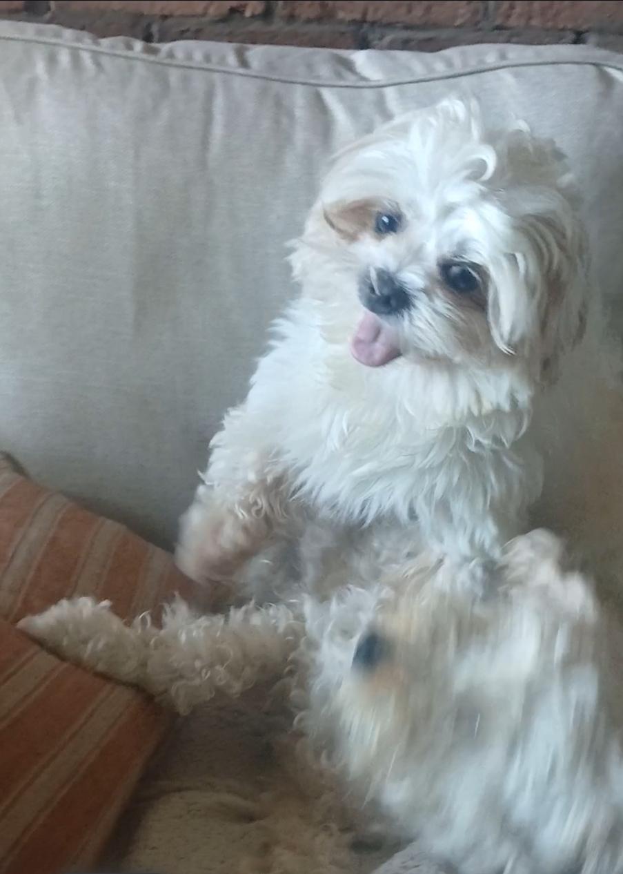 Enlarge Dumpling, a ADOPTABLE mixed breed in Toronto, ON image 3/6