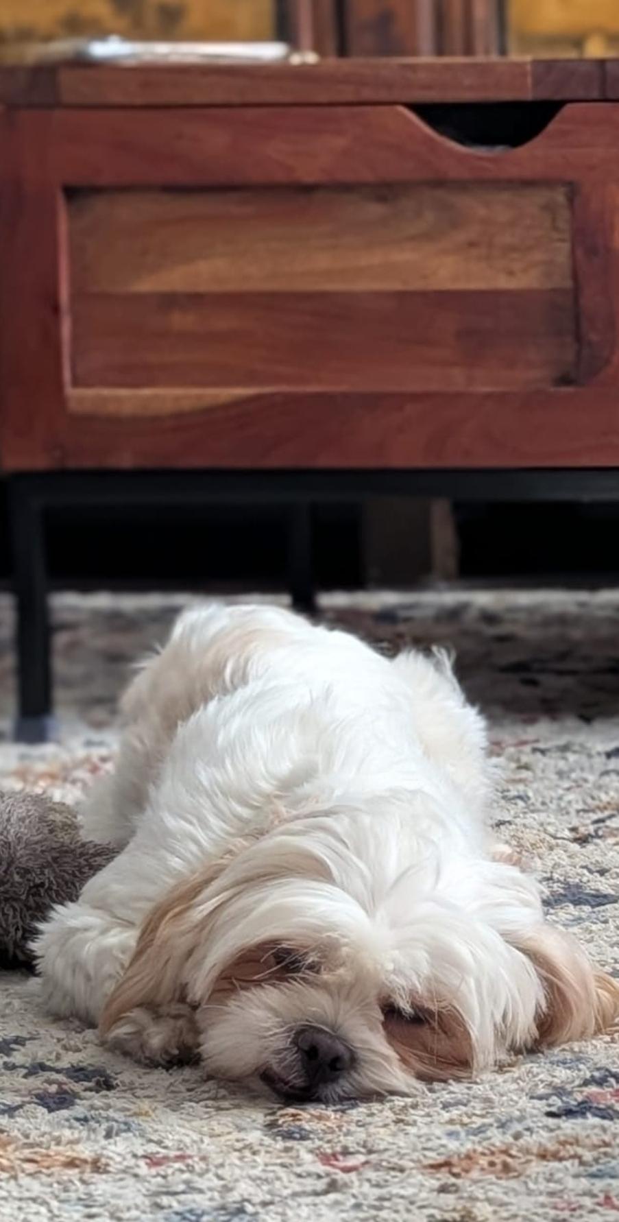 Enlarge Dumpling, a ADOPTABLE mixed breed in Toronto, ON image 6/6