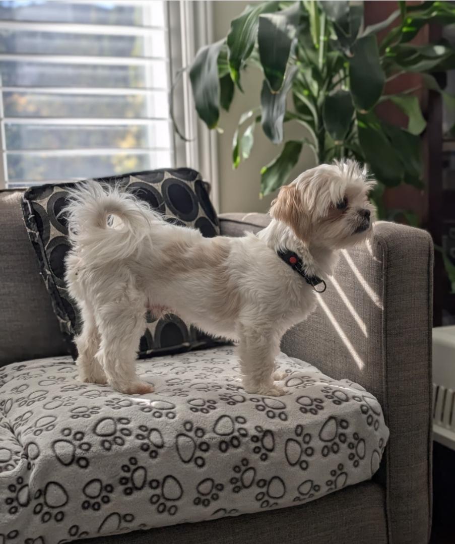 Enlarge Dumpling, a ADOPTABLE mixed breed in Toronto, ON image 2/6