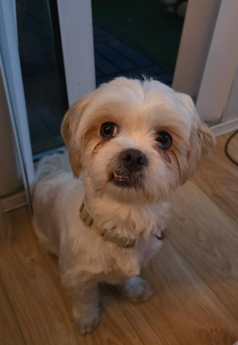 Enlarge Dumpling, a ADOPTABLE mixed breed in Toronto, ON image 5/6