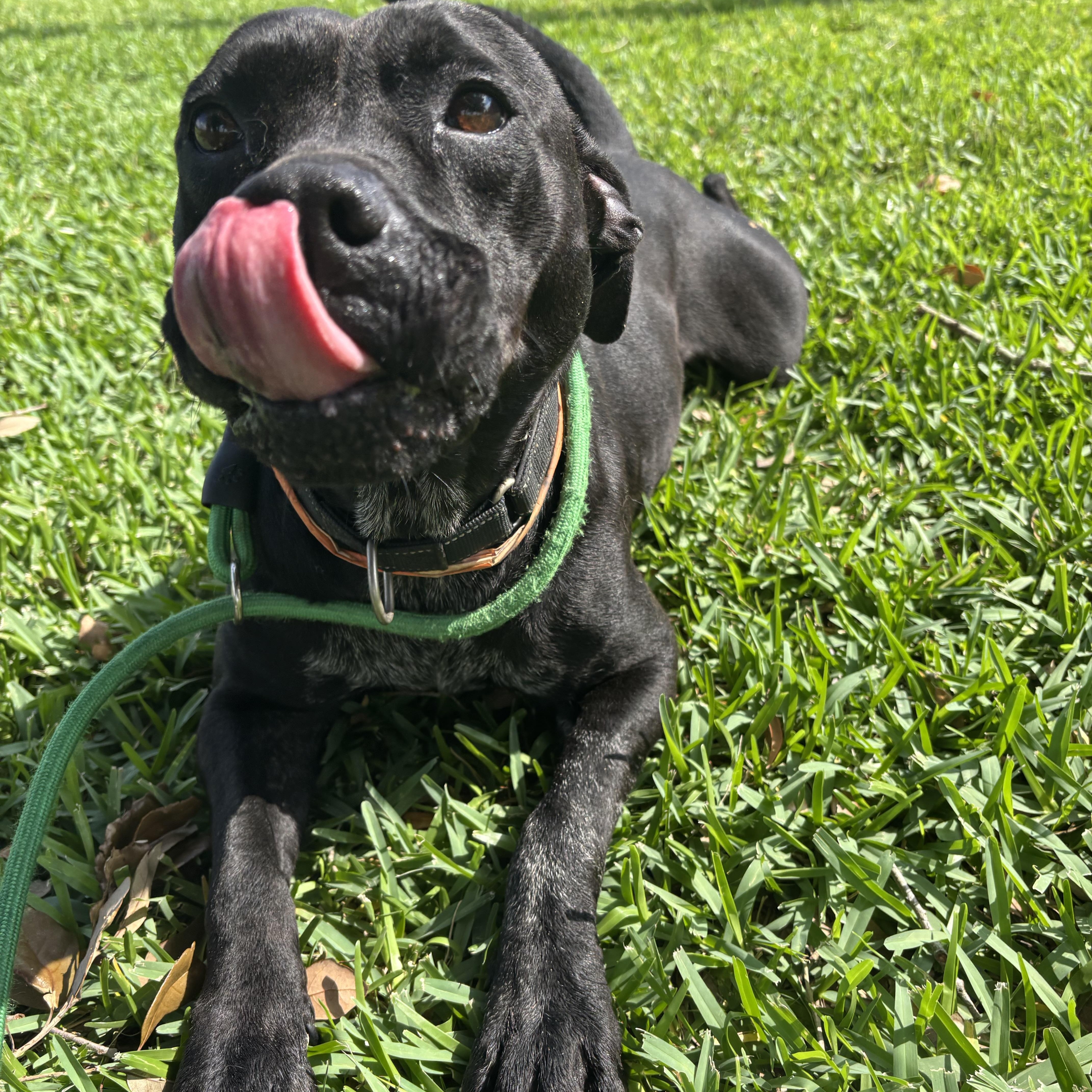 Adorable, an adopted mixed breed in Leesburg, VA image 5/6