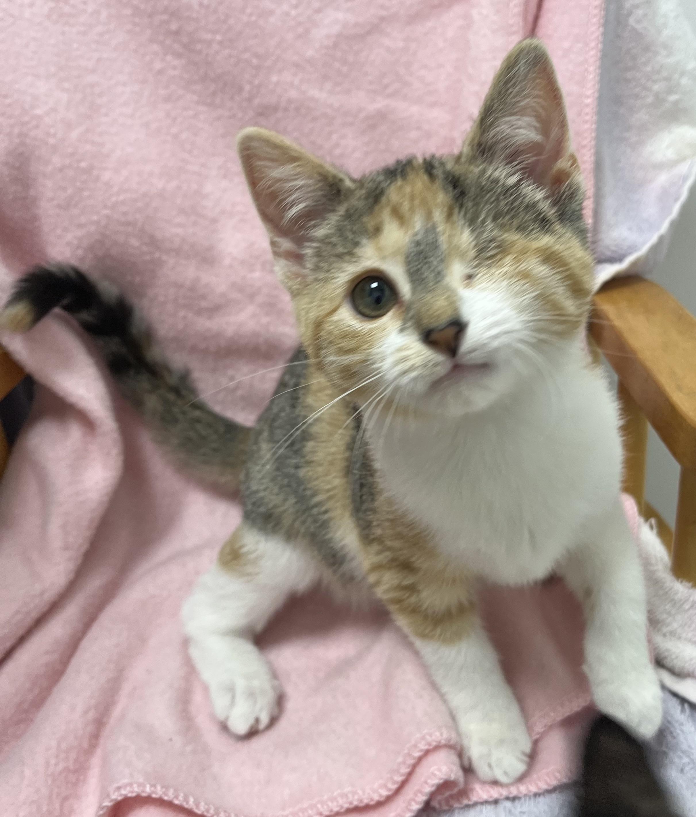 Wilhelmina, adopted, Kitten Female Domestic Short Hair.