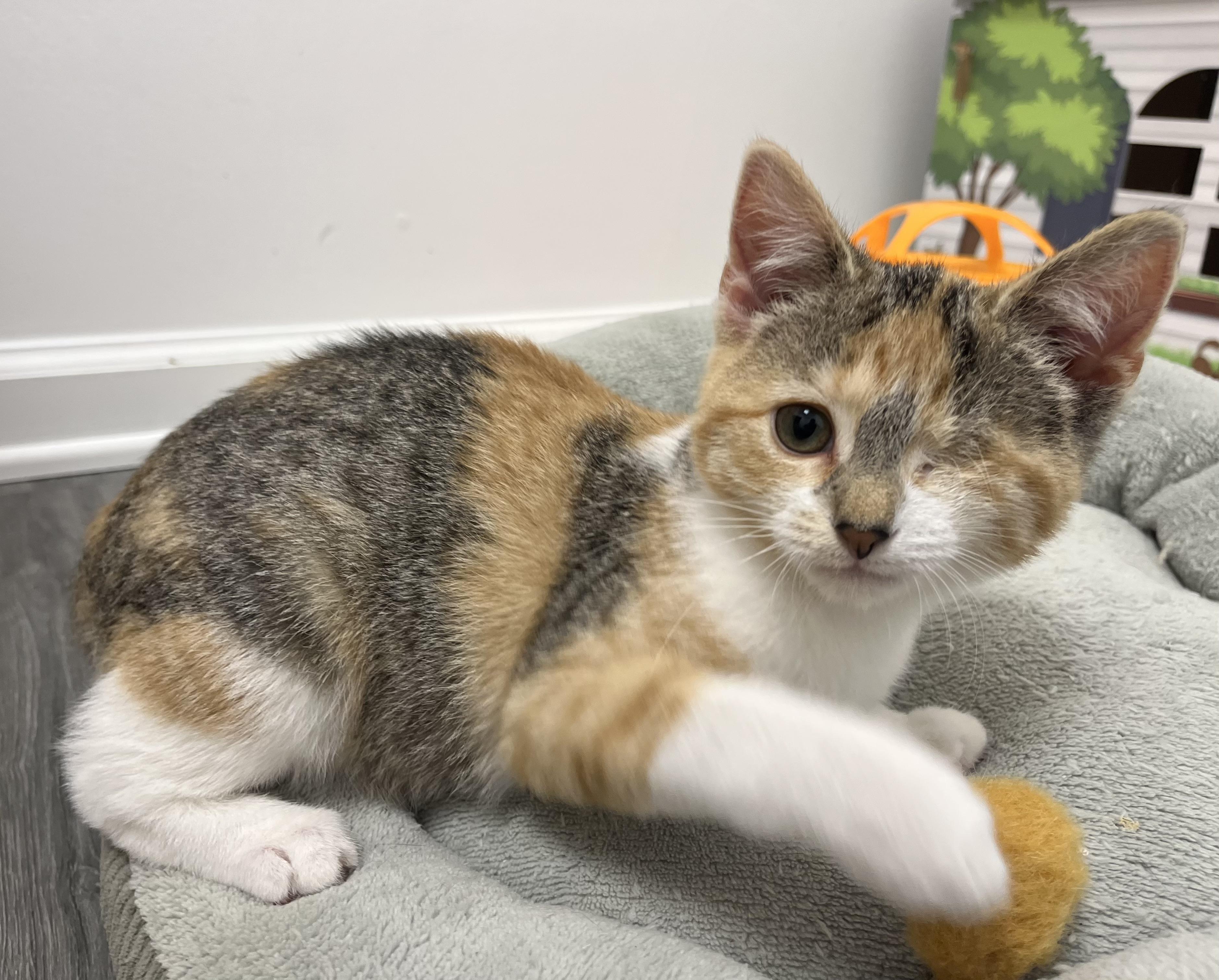 Wilhelmina, an adopted Domestic Short Hair in Rochester, NY image 2/6