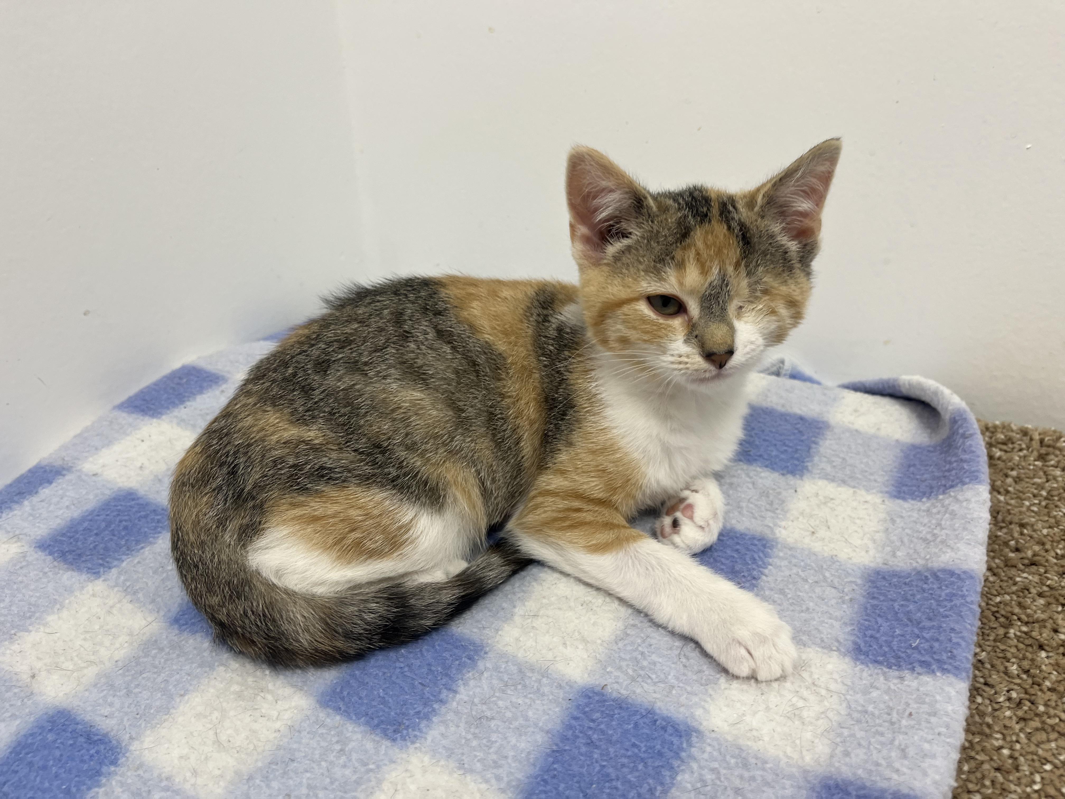 Wilhelmina, an adopted Domestic Short Hair in Rochester, NY image 3/6