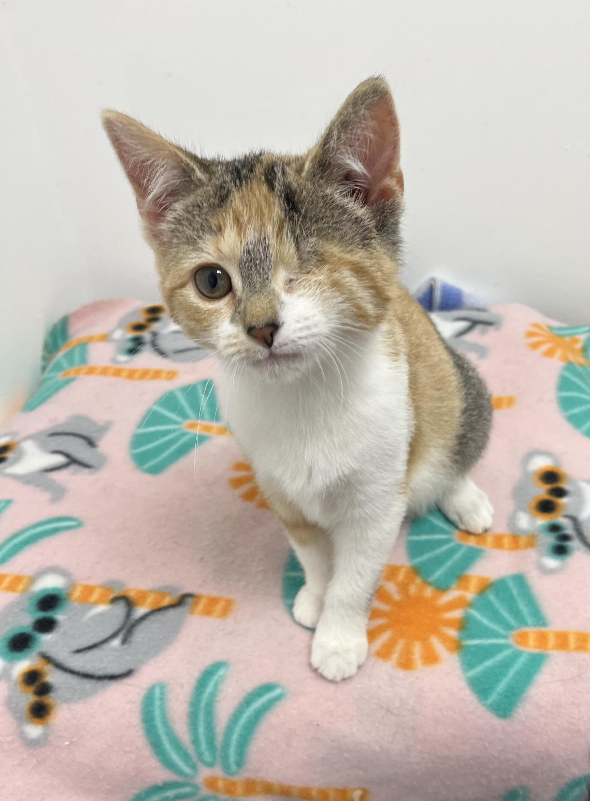 Wilhelmina, an adopted Domestic Short Hair in Rochester, NY image 6/6