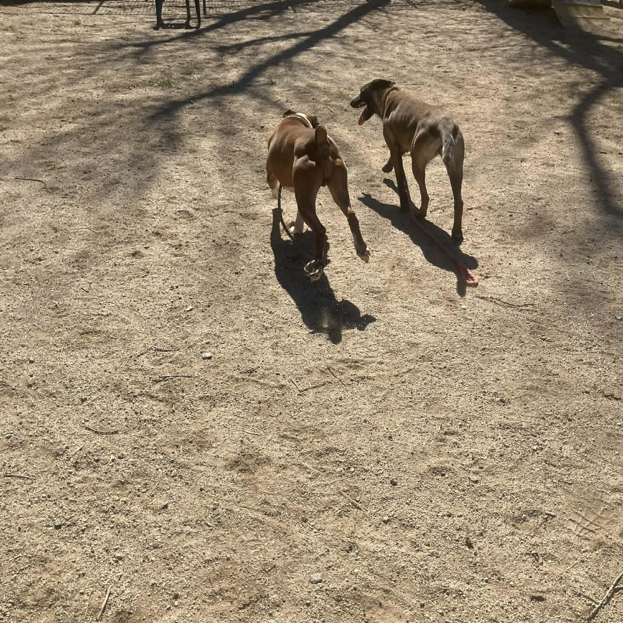 Zia, Adoptable, Adult Female Belgian Shepherd / Malinois.