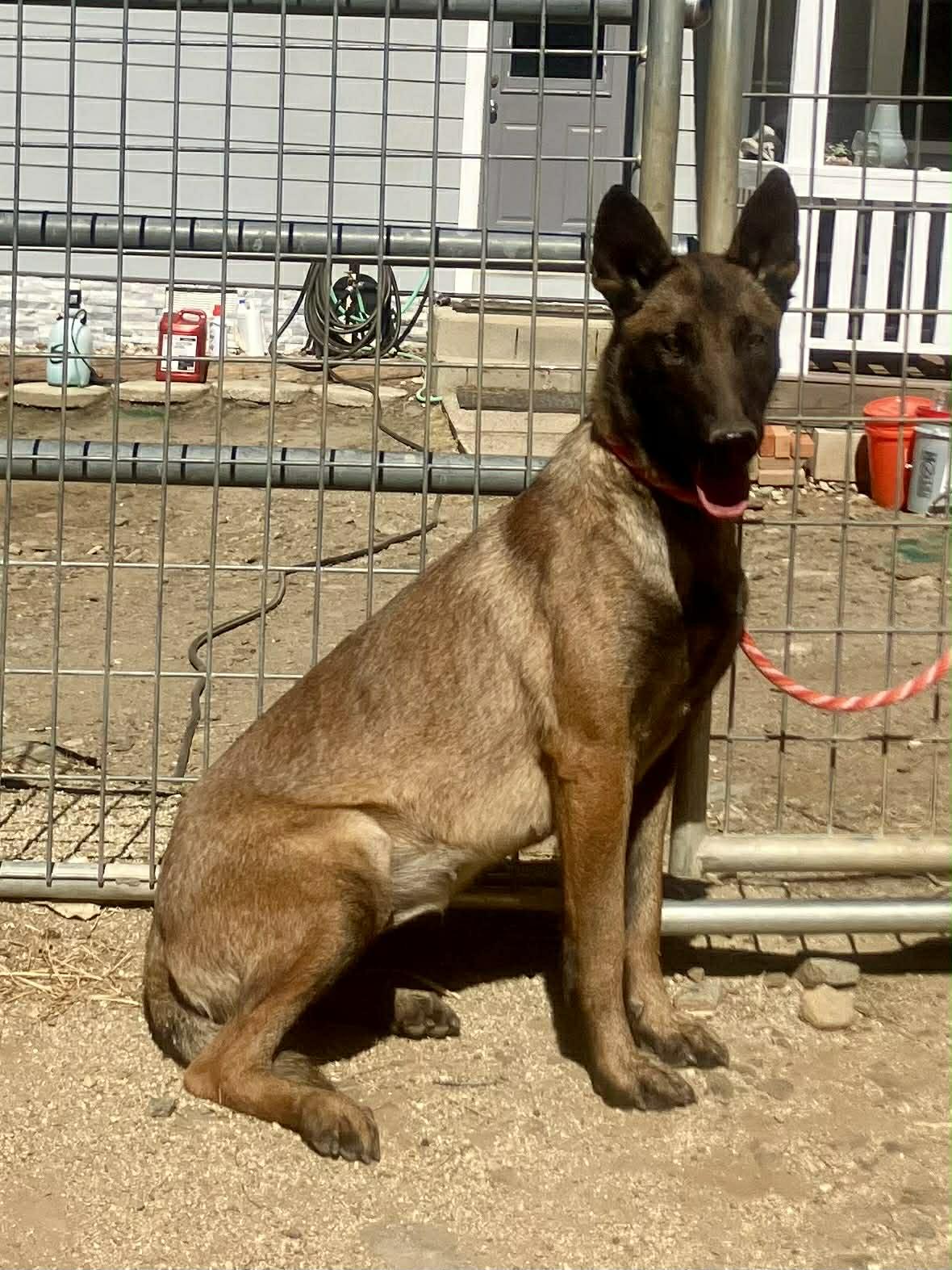 Enlarge Zia, a Adoptable Belgian Shepherd / Malinois in Vancouver, WA image 2/6