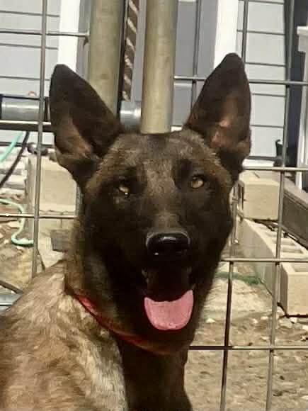 Enlarge Zia, a Adoptable Belgian Shepherd / Malinois in Vancouver, WA image 3/6