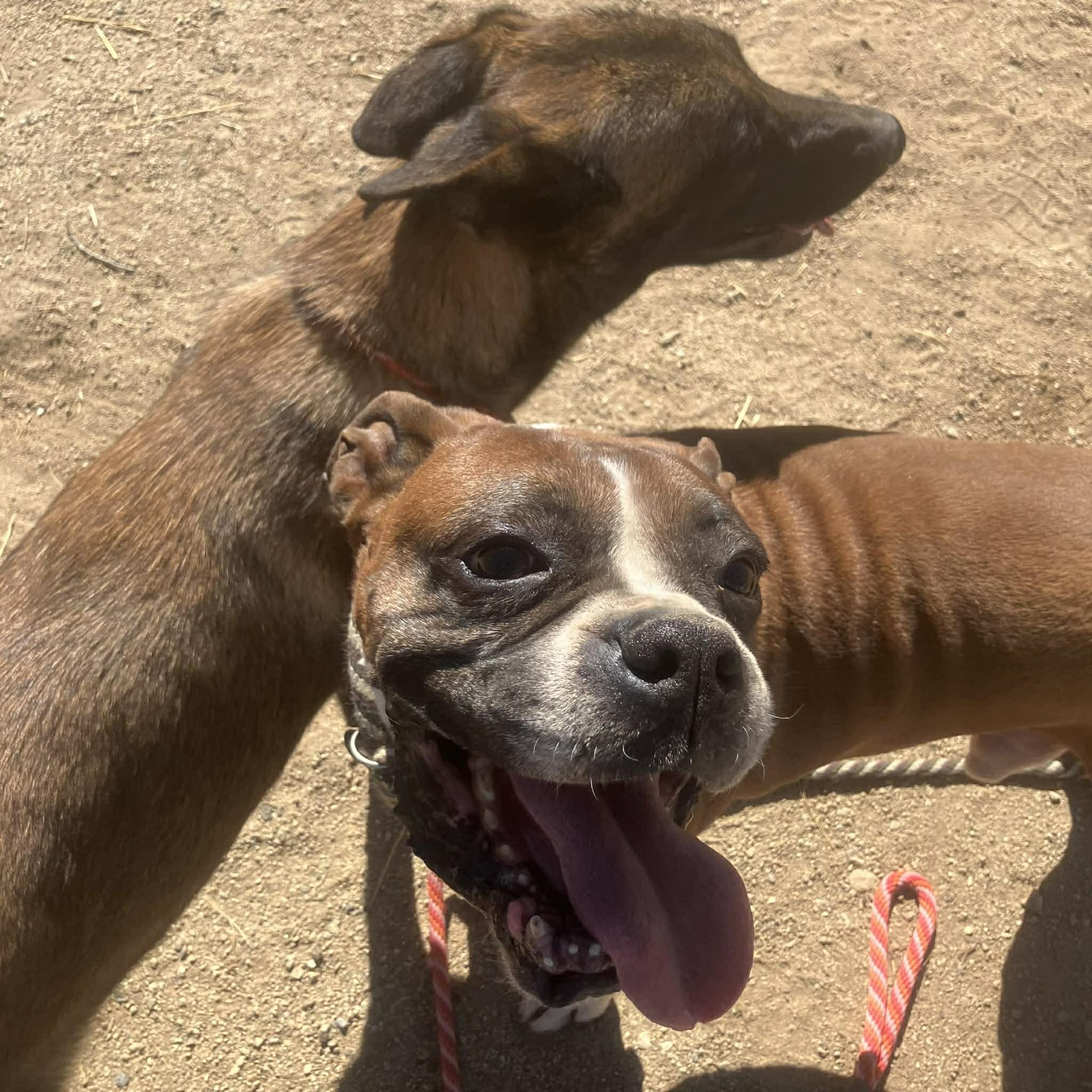 Enlarge Zia, a Adoptable Belgian Shepherd / Malinois in Vancouver, WA image 4/6