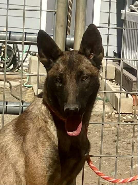 Enlarge Zia, a Adoptable Belgian Shepherd / Malinois in Vancouver, WA image 5/6