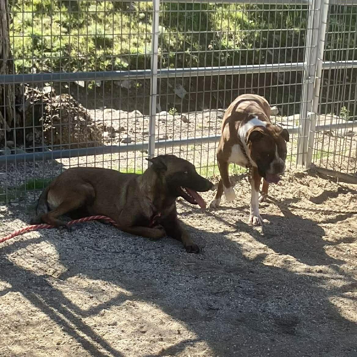 Enlarge Zia, a Adoptable Belgian Shepherd / Malinois in Vancouver, WA image 6/6