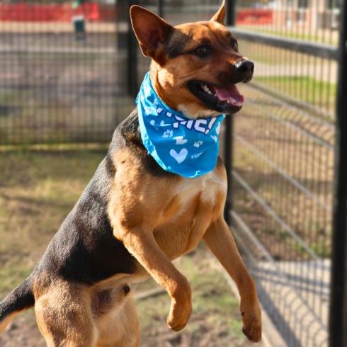 Roger, Adoptable, Adult Male German Shepherd Dog & Mixed Breed.