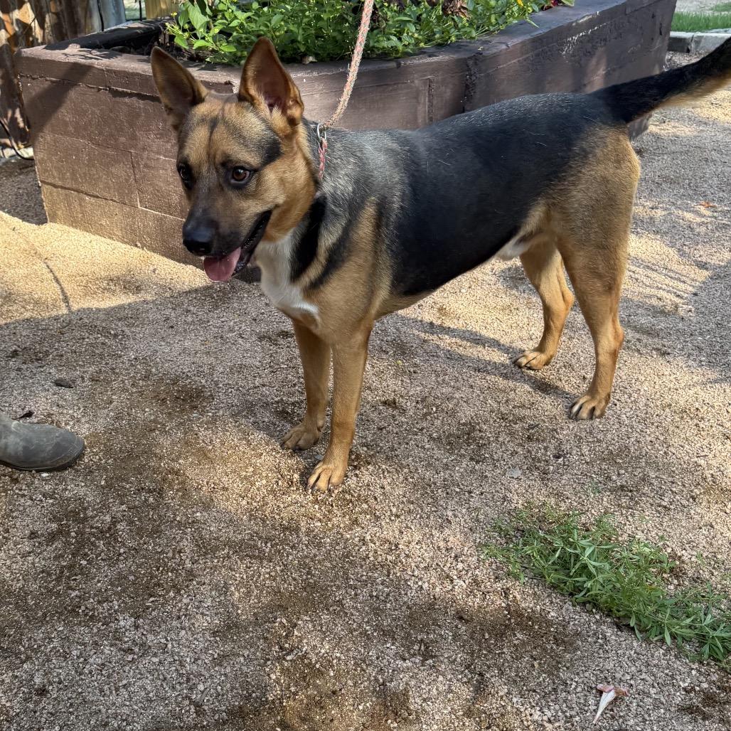 Enlarge Roger, a Adoptable mixed breed in Hagerstown, MD image 2/4