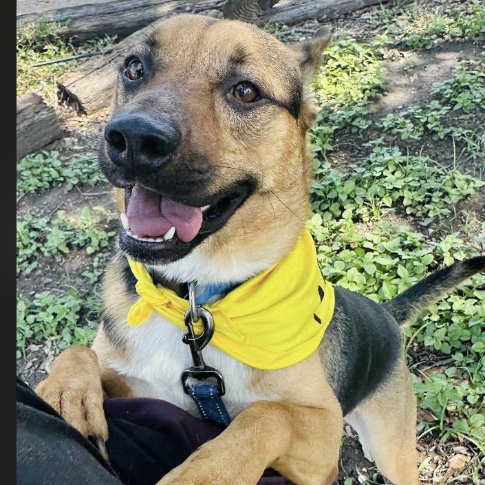 Enlarge Roger, a Adoptable mixed breed in Hagerstown, MD image 3/4