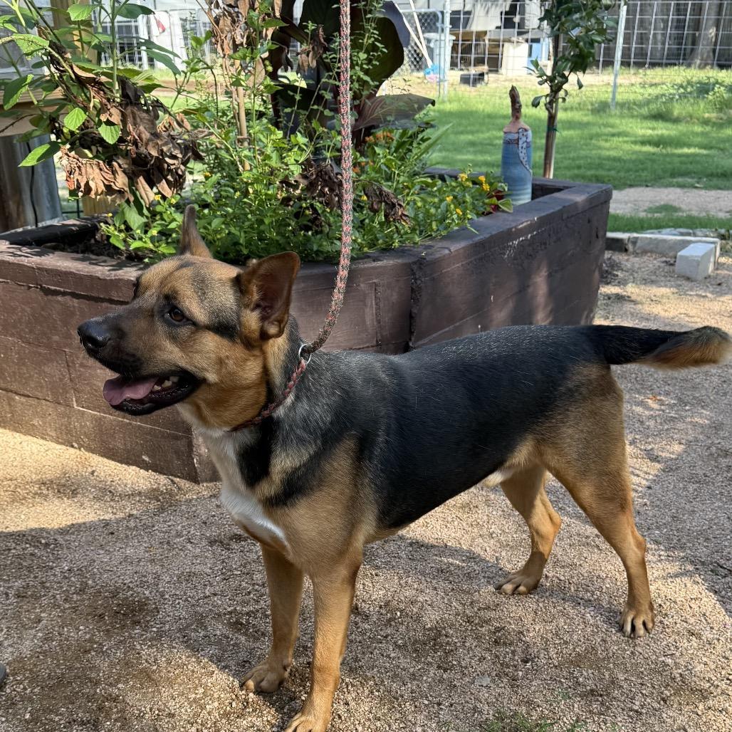 Enlarge Roger, a Adoptable mixed breed in Hagerstown, MD image 4/4