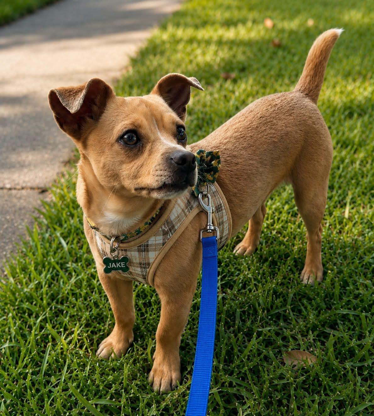 JAKE, adopted, Adult Male Chihuahua.