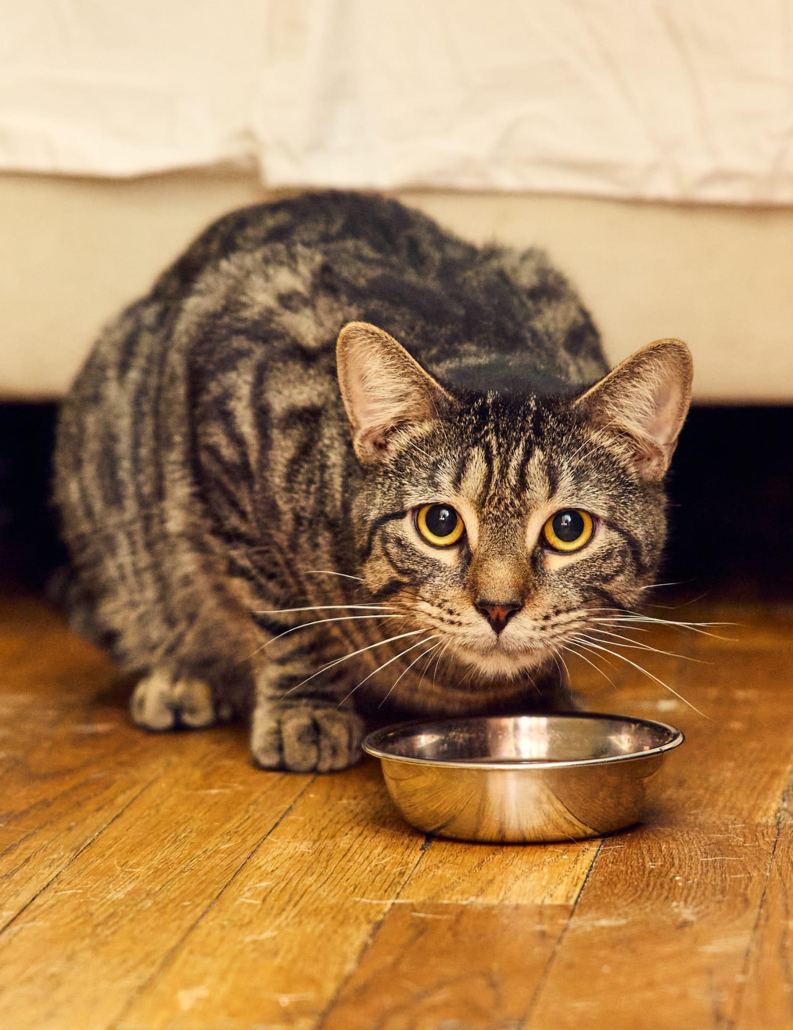 Enlarge Kiri, a ADOPTABLE Tabby in New York, NY image 1/3