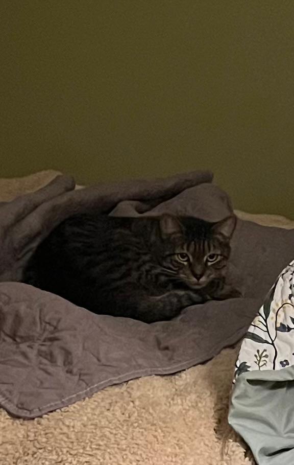 Enlarge Kiri, a ADOPTABLE Tabby in New York, NY image 3/3