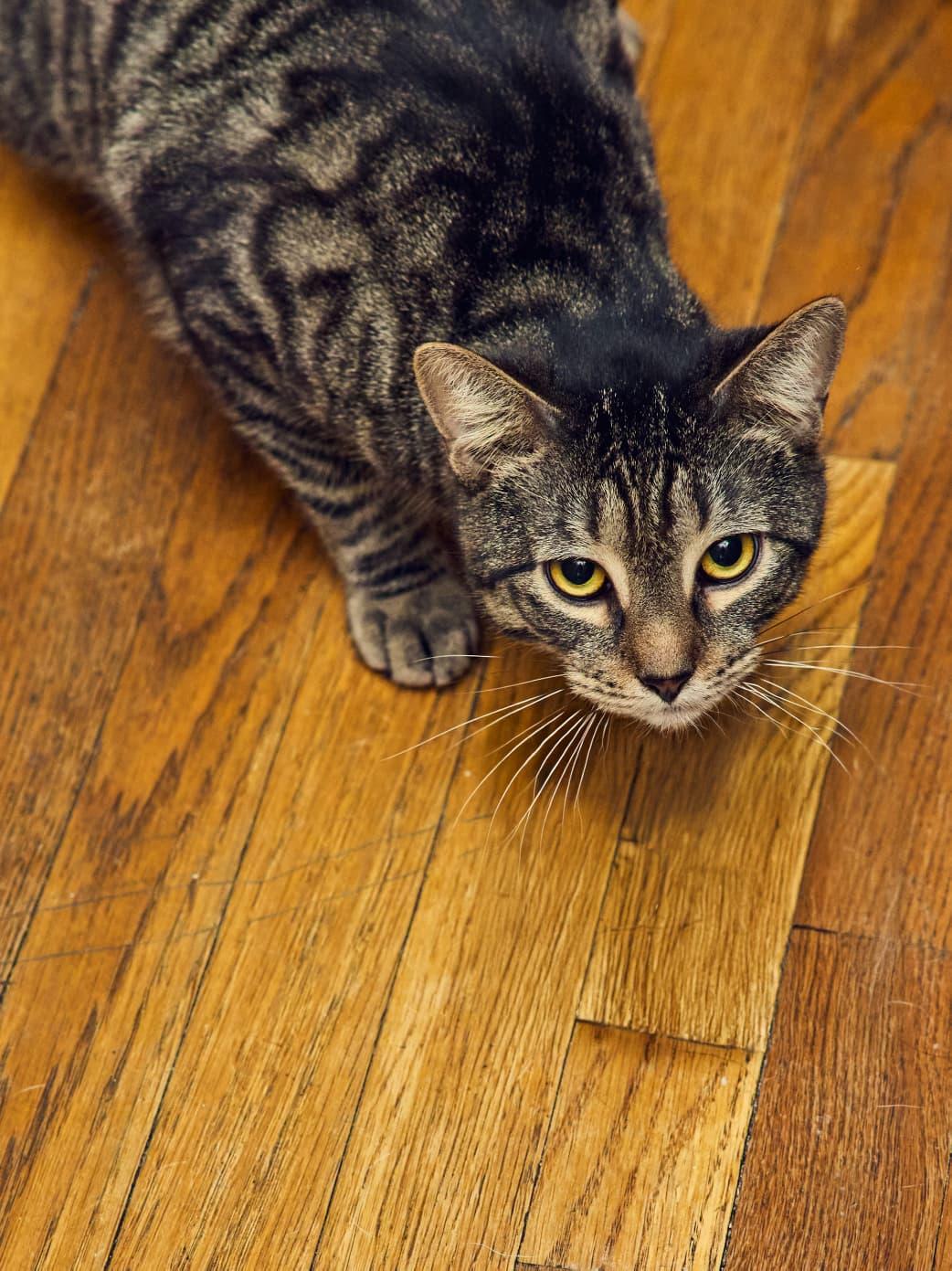 Enlarge Kiri, a ADOPTABLE Tabby in New York, NY image 2/3