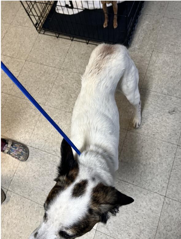 Castle, Adopted, Adult Male Husky.