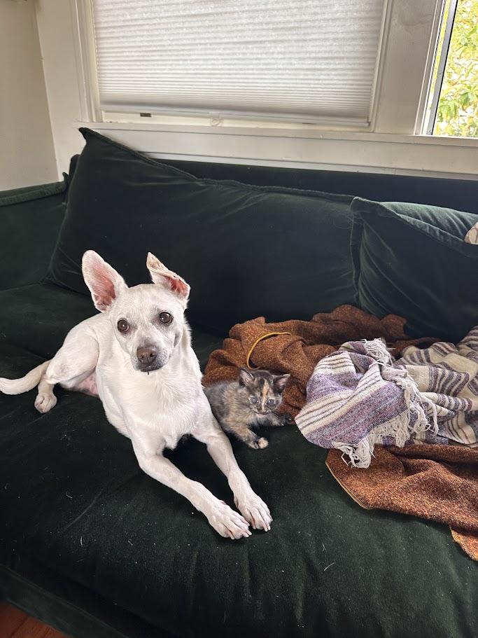 Enlarge Ubiquity, a Adoptable Domestic Short Hair in Berkeley, CA image 3/4