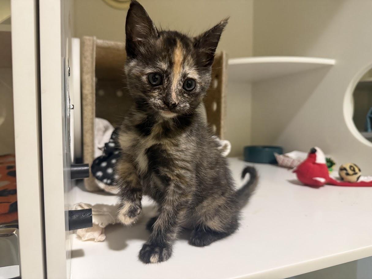 Ubiquity, Adoptable, Kitten Female Domestic Short Hair.