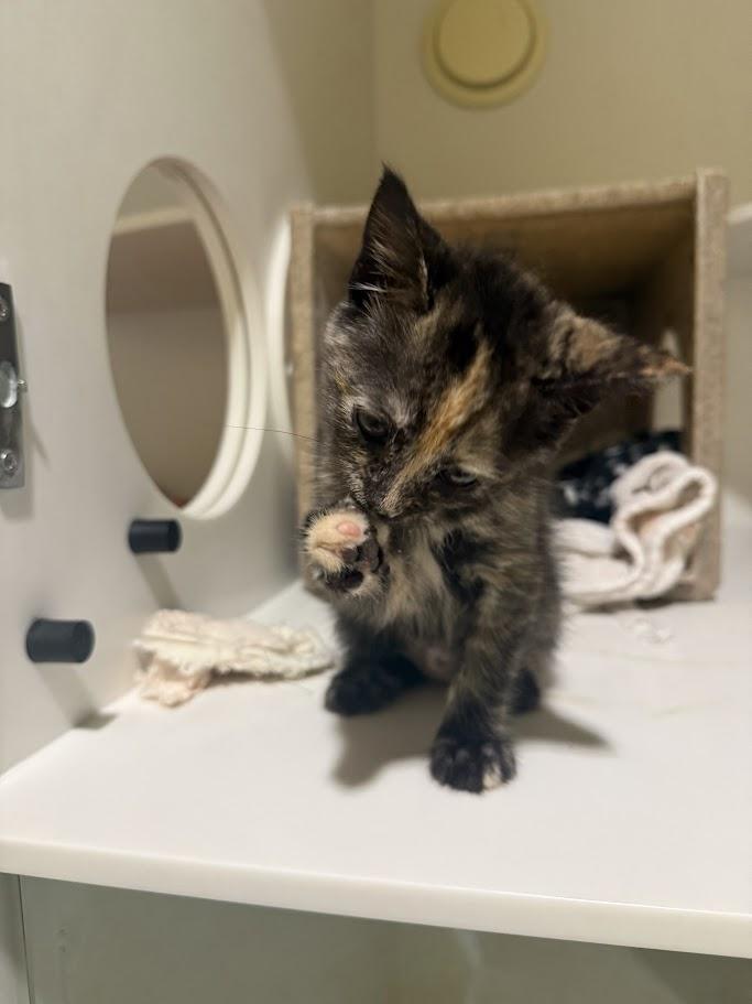 Enlarge Ubiquity, a Adoptable Domestic Short Hair in Berkeley, CA image 2/4
