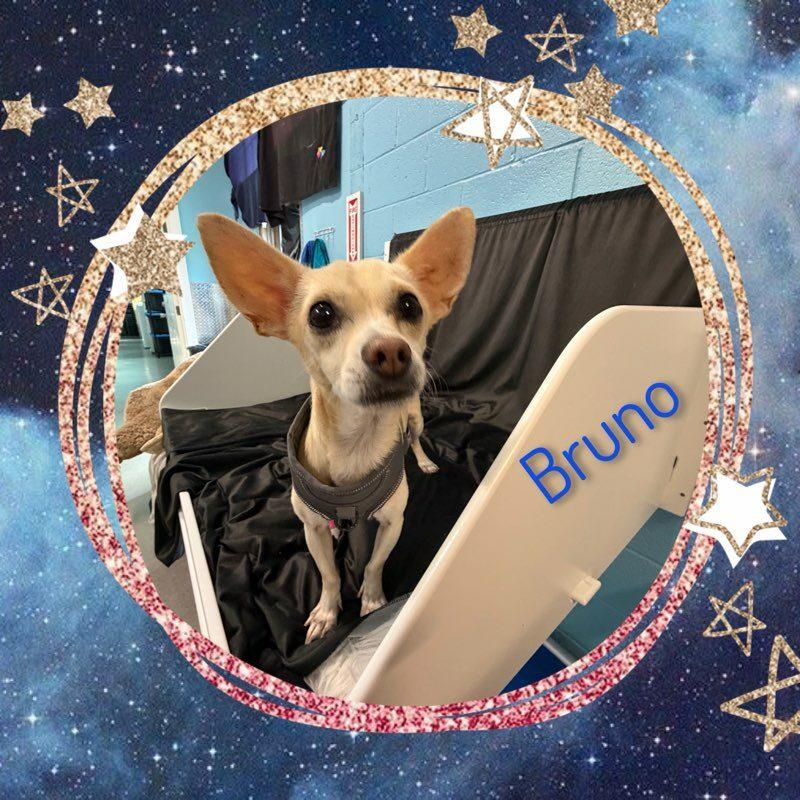 Bruno, a ADOPTABLE Chihuahua in Fredericksburg, VA image 4/6