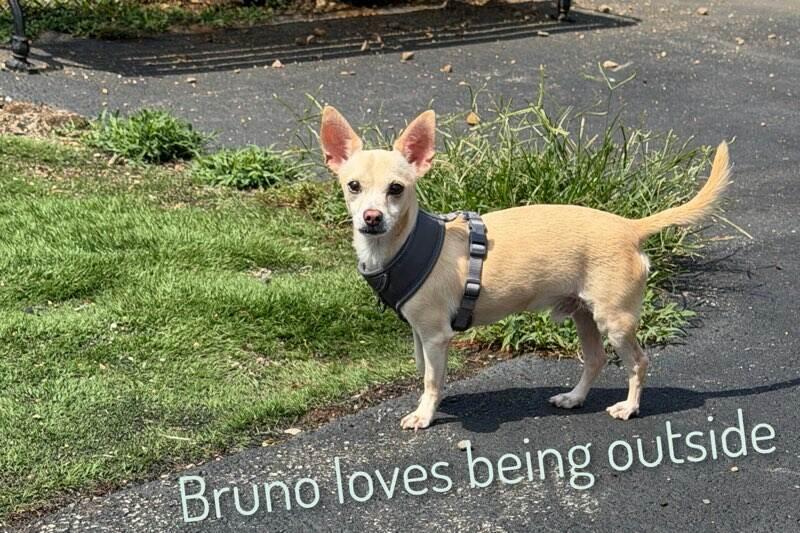 Bruno, a ADOPTABLE Chihuahua in Fredericksburg, VA image 3/6