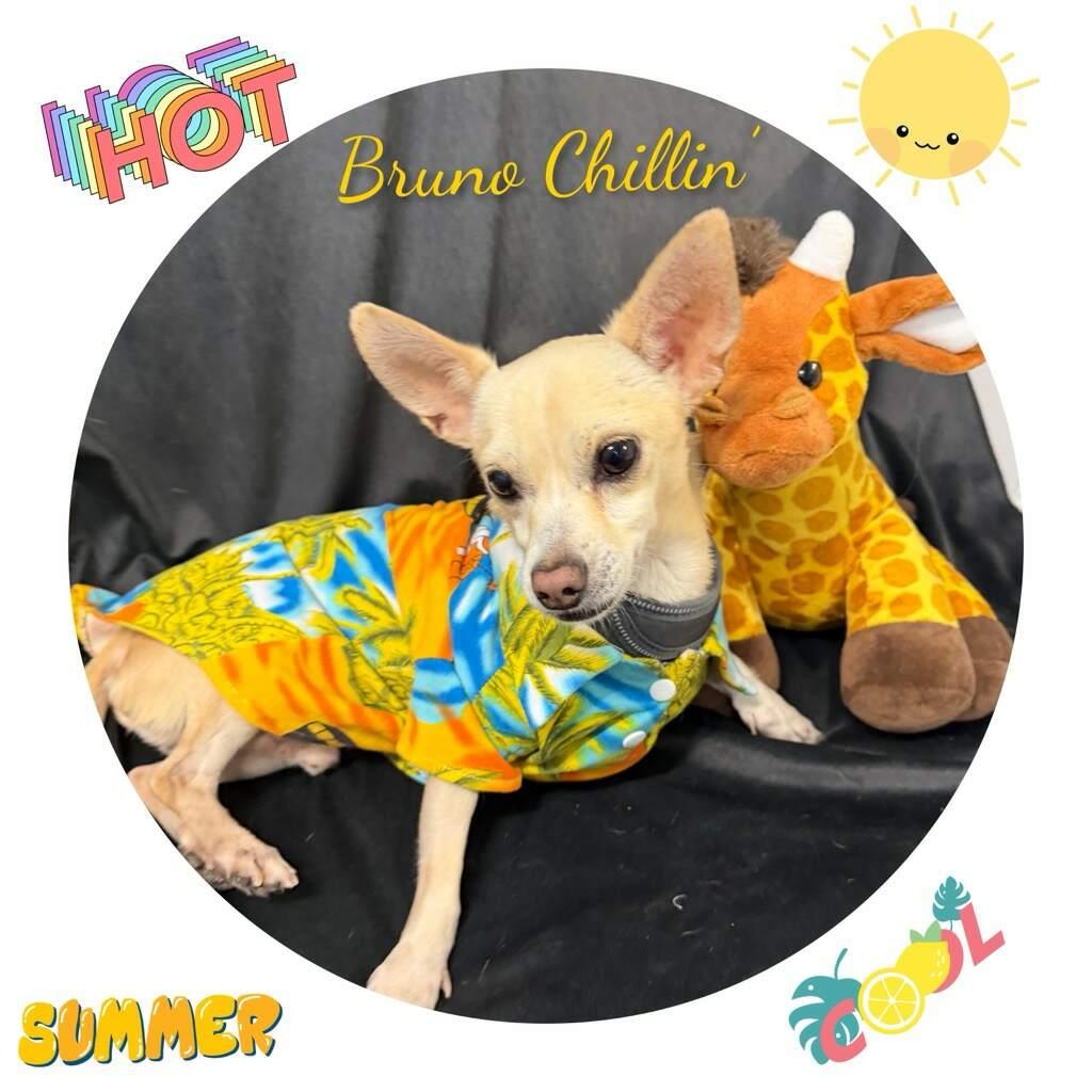 Bruno, a ADOPTABLE Chihuahua in Fredericksburg, VA image 6/6
