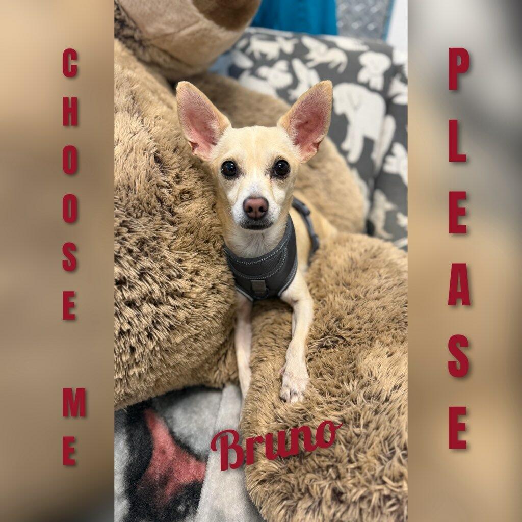 Bruno, a ADOPTABLE Chihuahua in Fredericksburg, VA image 2/6
