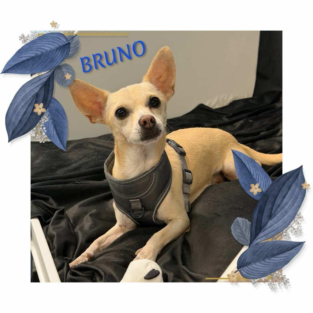 Bruno, a ADOPTABLE Chihuahua in Fredericksburg, VA image 1/6