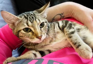 Autumn Q, a Adoptable Domestic Short Hair in Fair Oaks, CA image 1/2