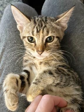 Autumn Q, a Adoptable Domestic Short Hair in Fair Oaks, CA image 2/2