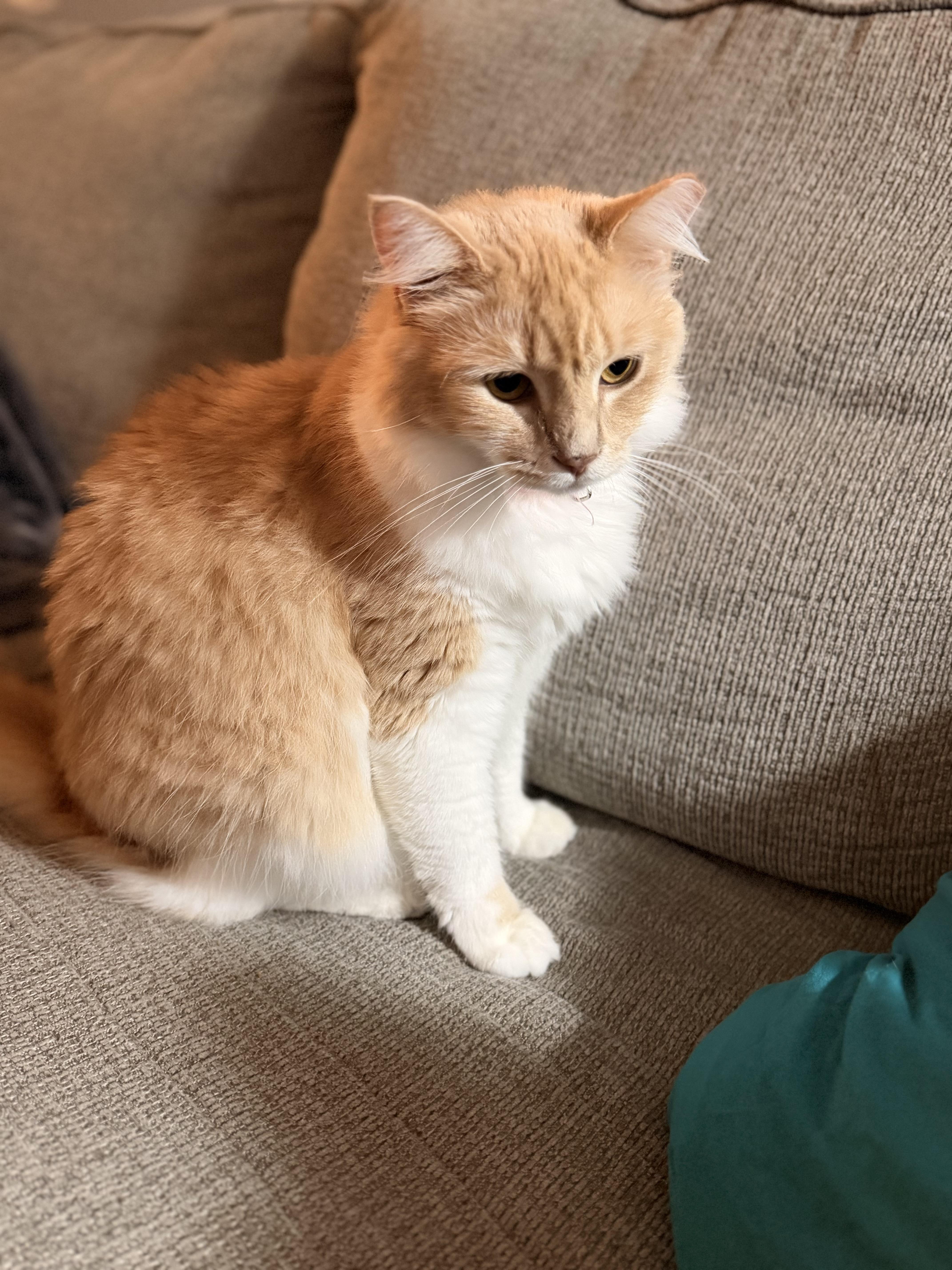 Enlarge Taffy, a Adoptable Domestic Long Hair in Oriental, NC image 2/2