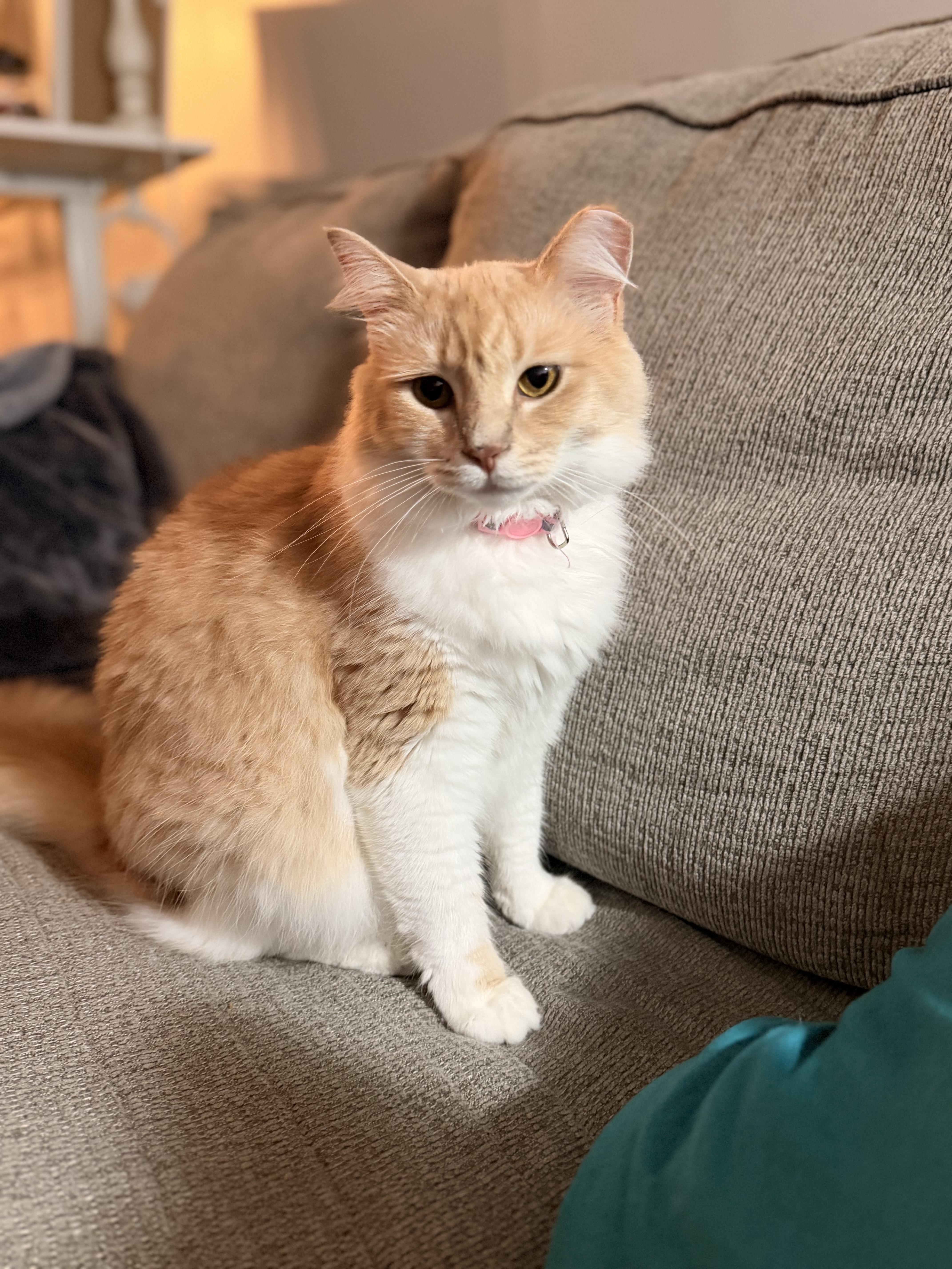 Taffy, Adoptable, Adult Female Domestic Long Hair.