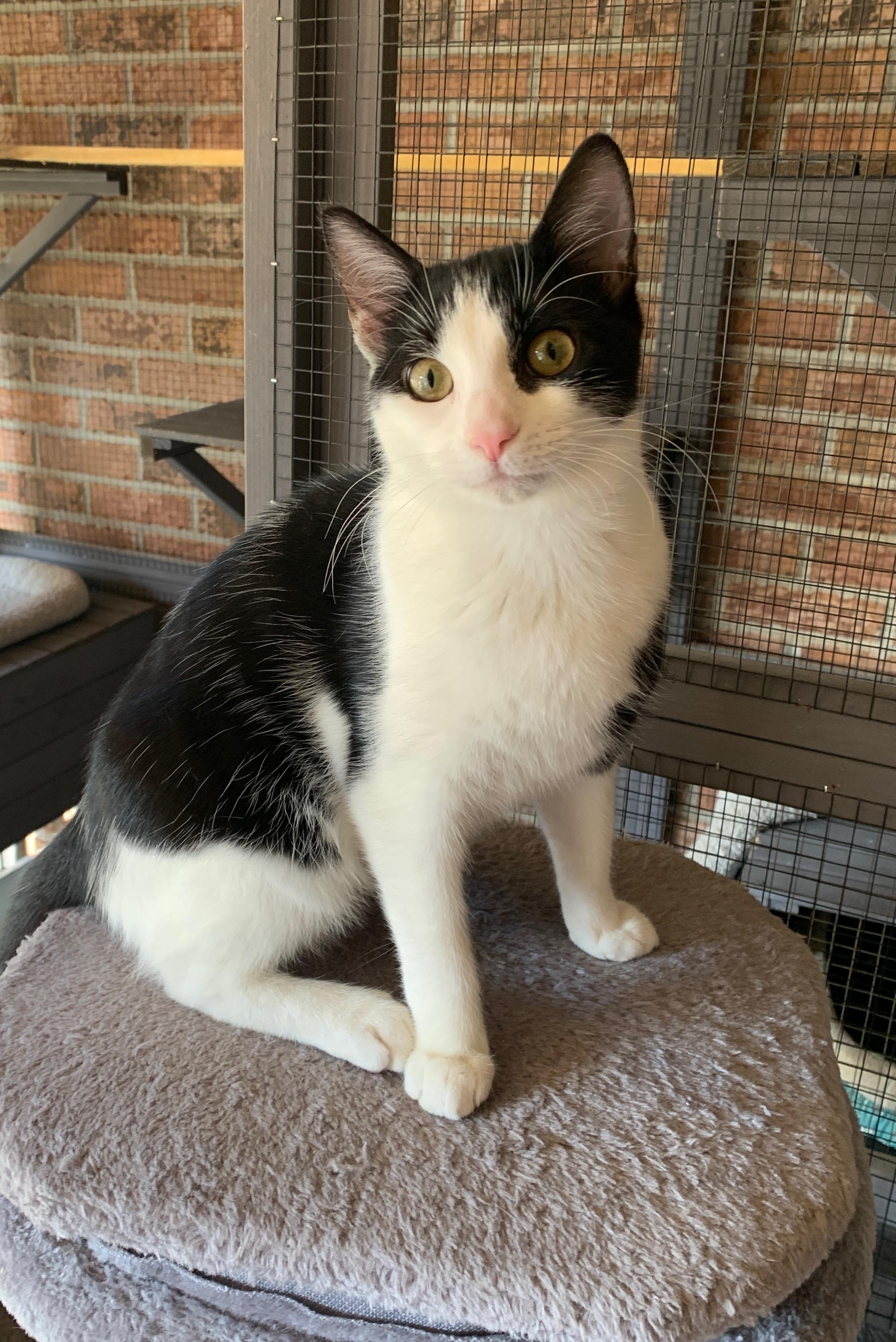 Enlarge Rachel, an adopted mixed breed in Bonaire, GA image 3/6