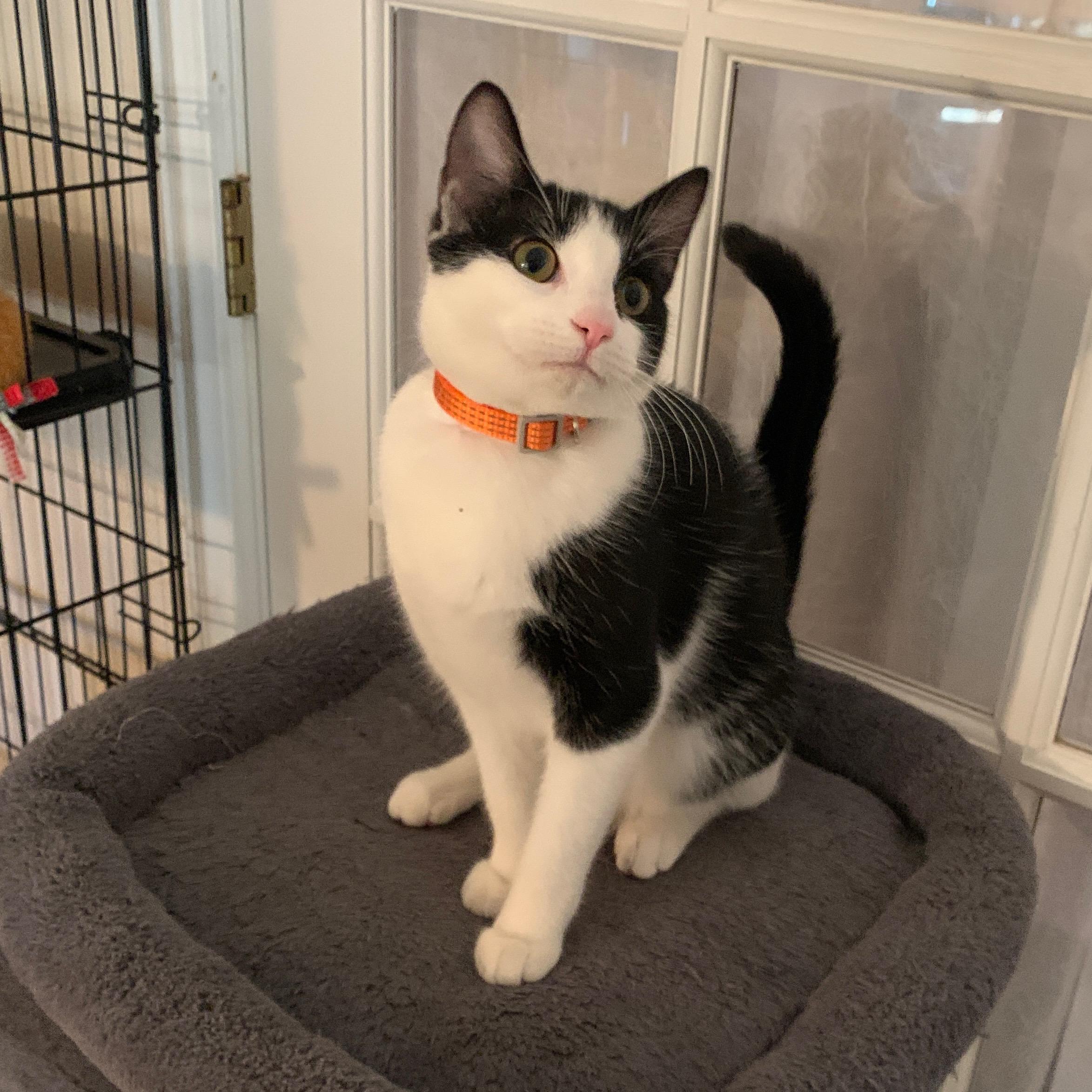 Rachel, adopted, Kitten Female Tuxedo.