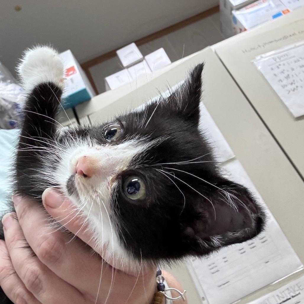 Eloise, Adoptable, Kitten Female Domestic Short Hair.