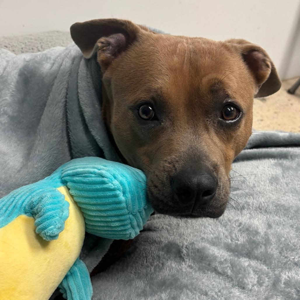 Enlarge Pablo, a Adoptable Pit Bull Terrier in Columbia, MO image 1/6