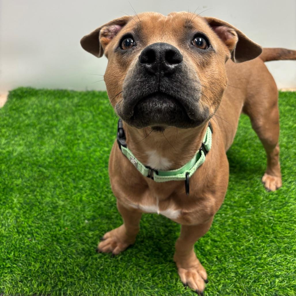 Enlarge Pablo, a Adoptable Pit Bull Terrier in Columbia, MO image 2/6